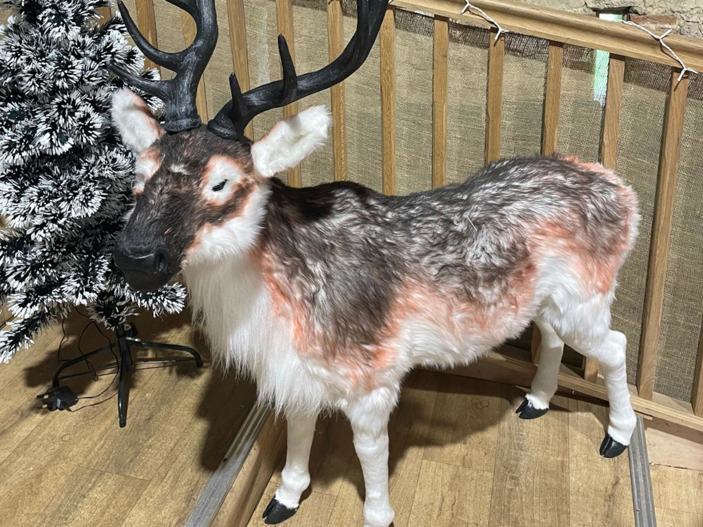 Reindeer Donner.